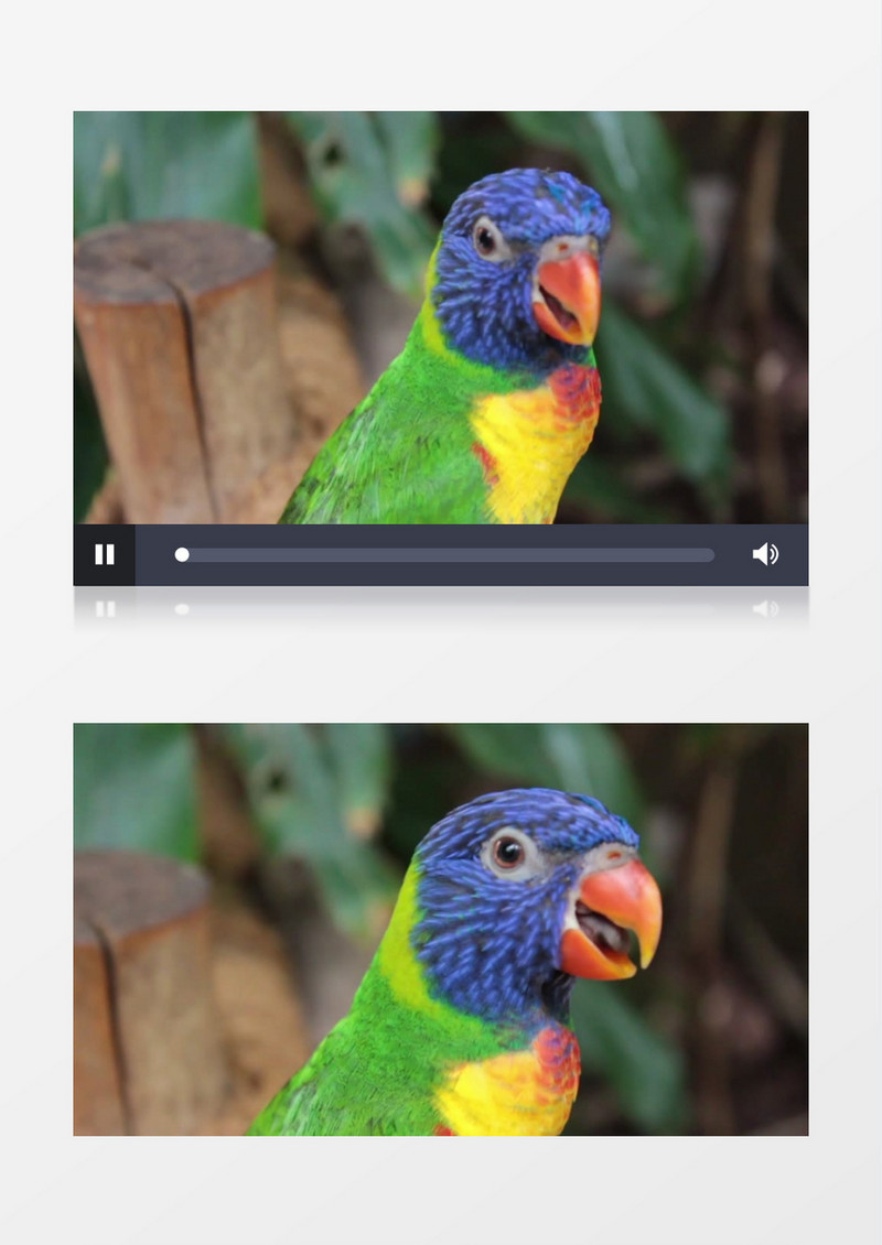 拍摄颜色靓丽的小鹦鹉实拍视频素材