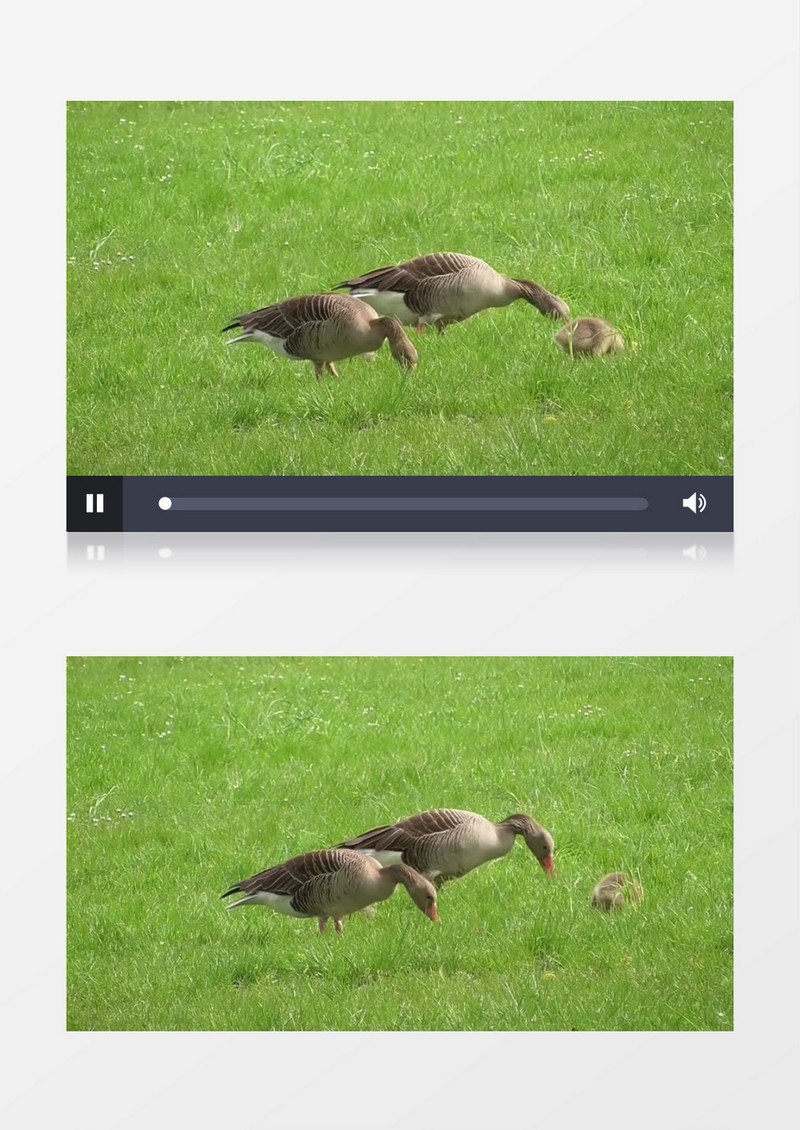 青青草地上的小鸭子实拍视频素材