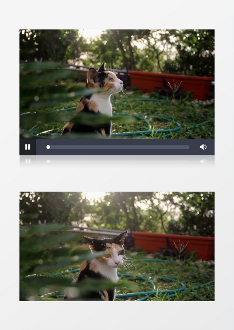 拍摄小花猫在阳光下实拍视频素材