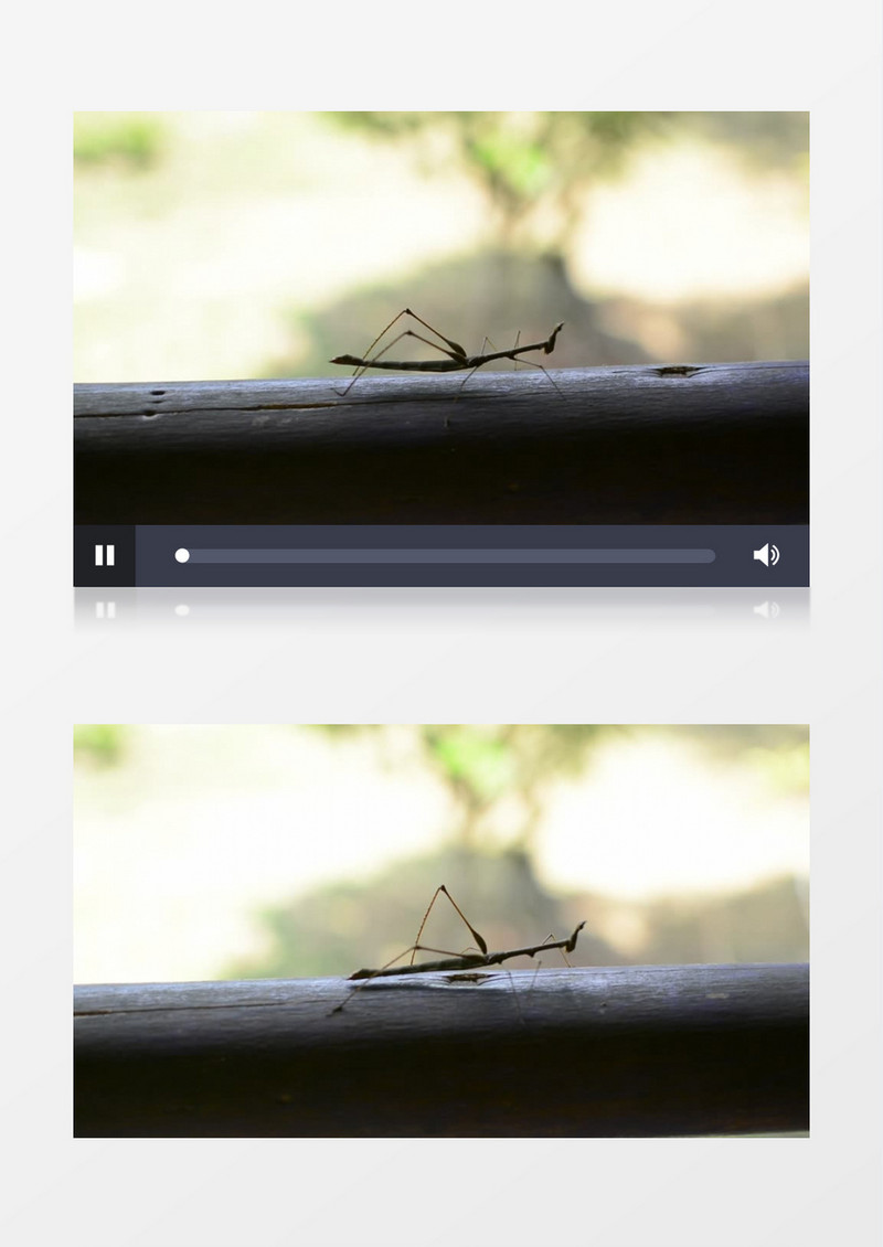 趴在木头上的螳螂实拍视频素材