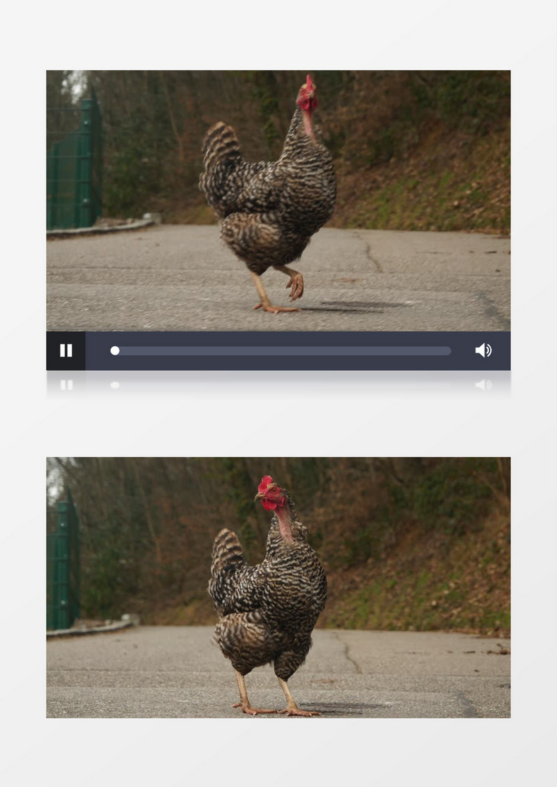 灰色的大公鸡觅食实拍视频素材