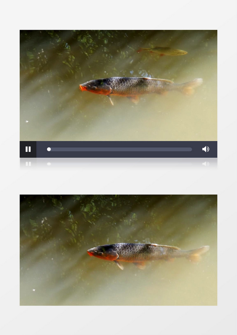 拍摄人工湖中的金鱼实拍视频素材