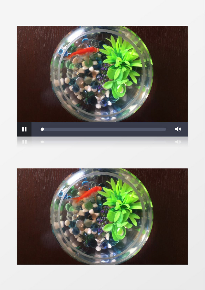 拍摄鱼缸中的小金鱼实拍视频素材