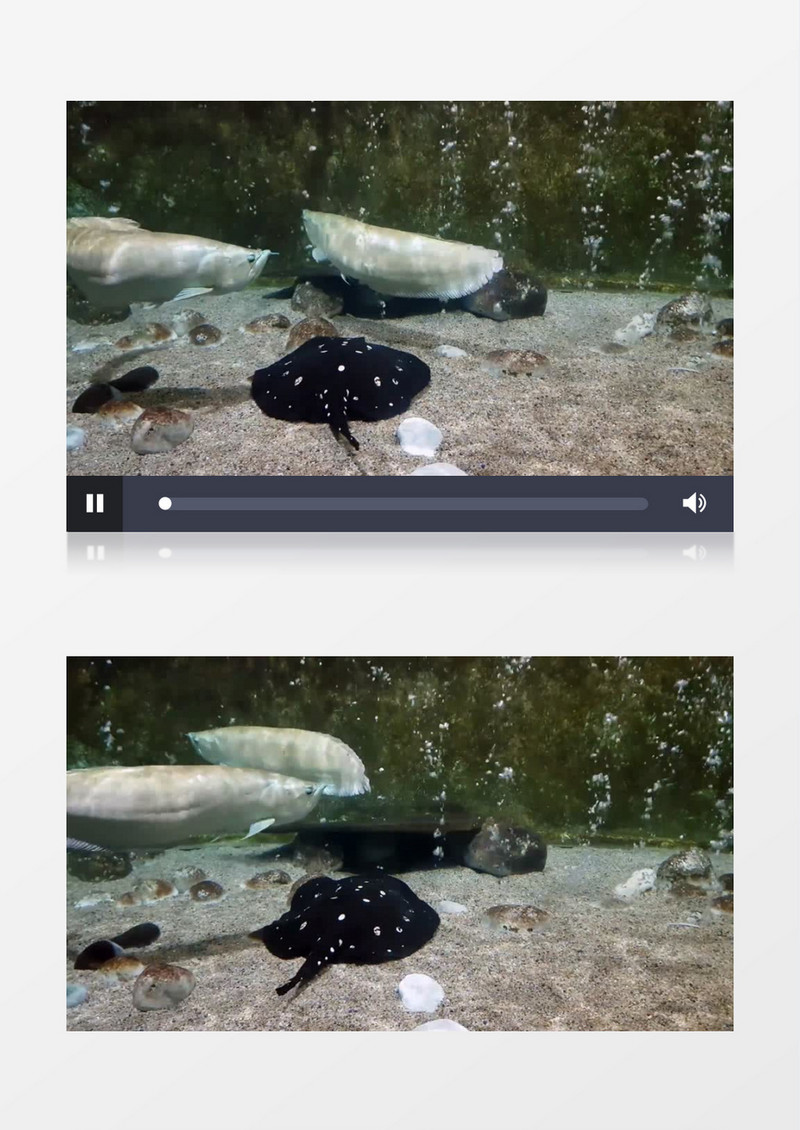 黑色的鮸鱼在水底实拍视频素材