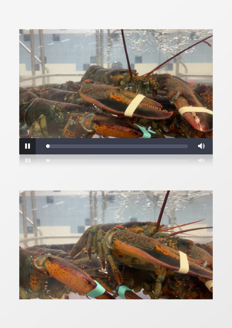 在水缸里的龙虾实拍视频素材