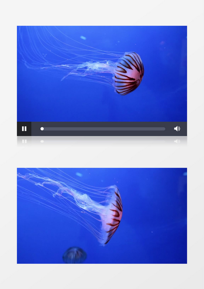 红色的水母优雅的遨游实拍视频素材