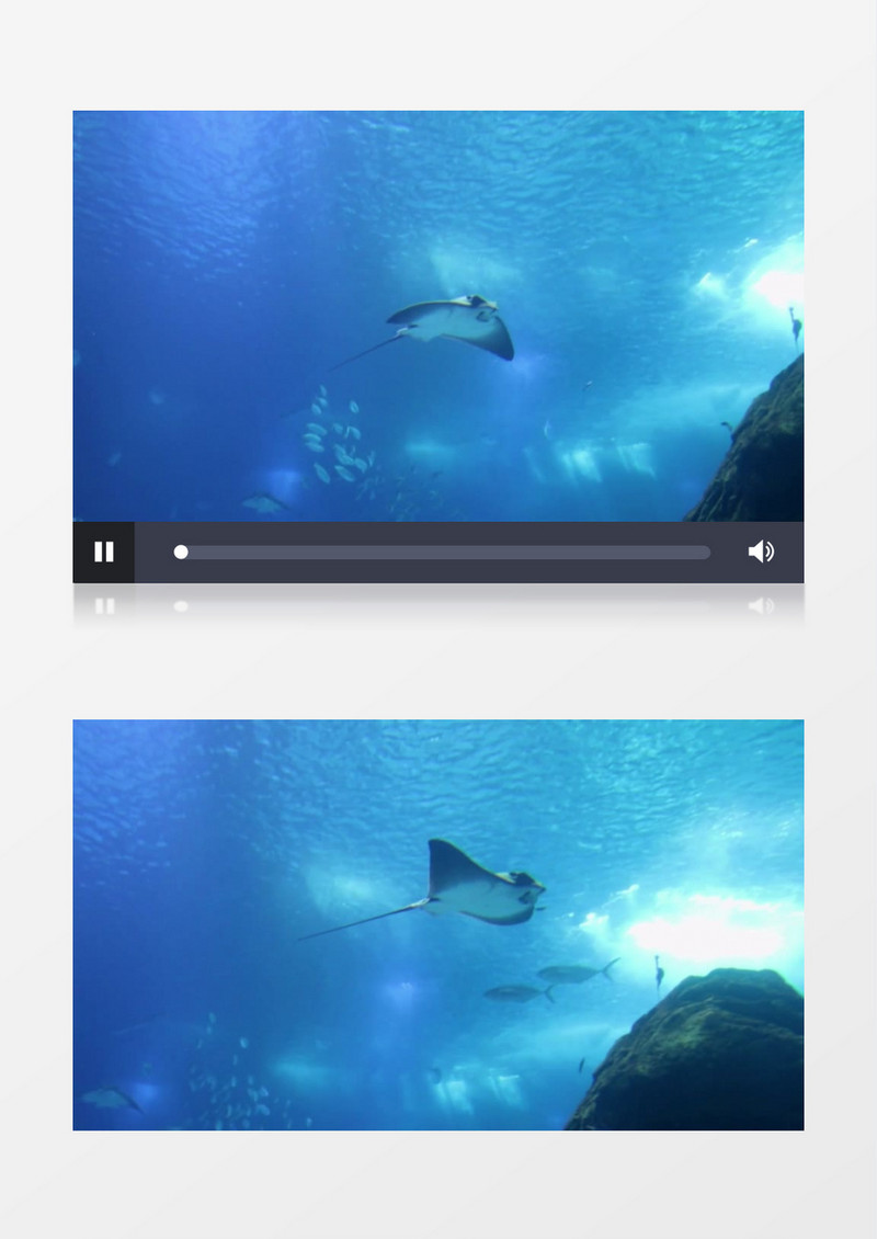 鮸鱼在海中遨游实拍视频素材