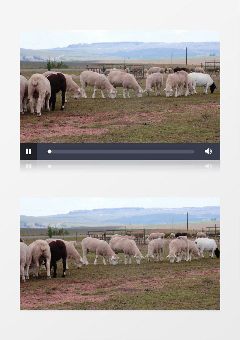 绵羊群在草地上吃草实拍视频素材
