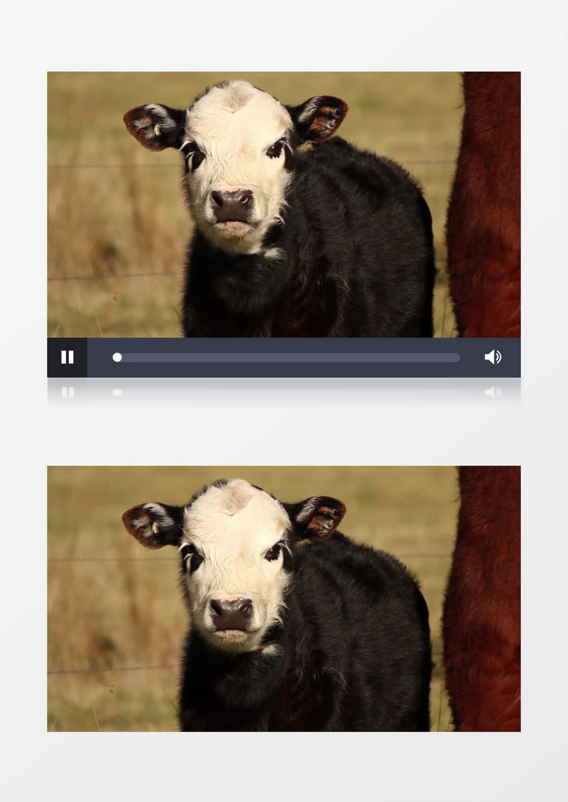 母牛带这小牛在落日下实拍视频素材
