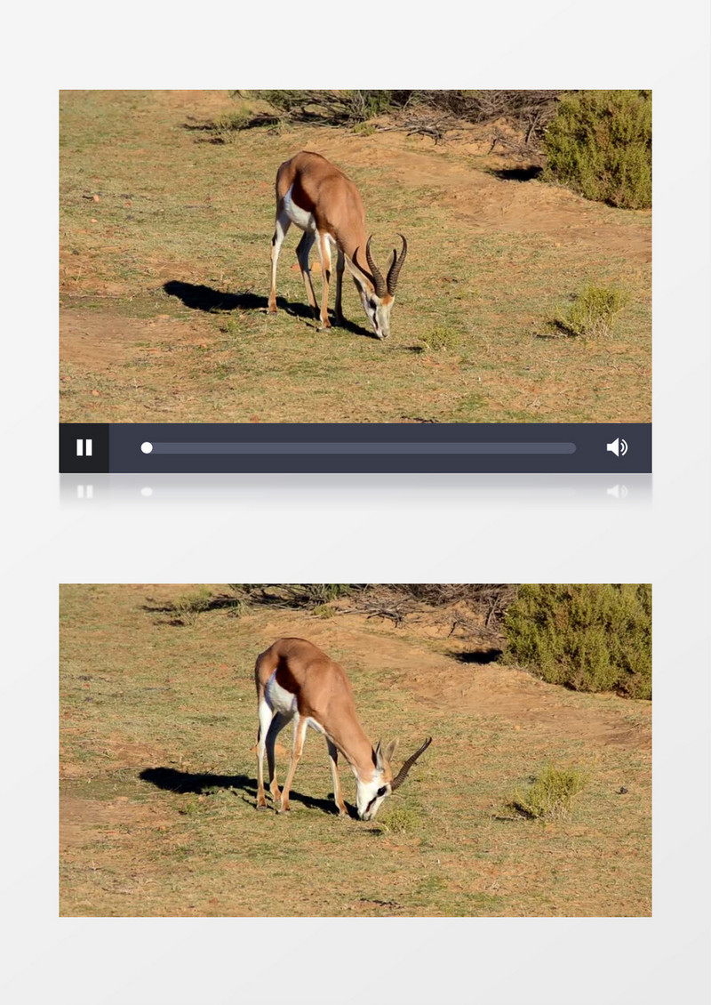 羚羊在草地上觅食实拍视频素材