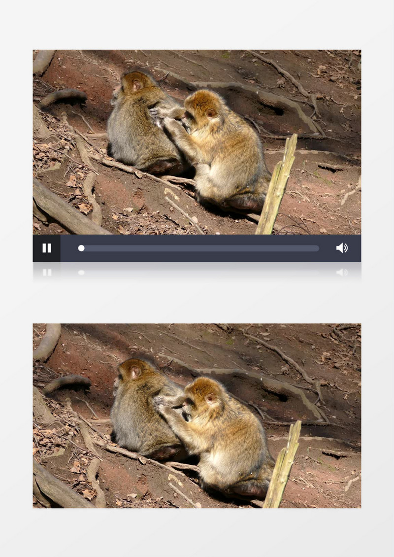 两只小猴子在树下清理身体实拍视频素材
