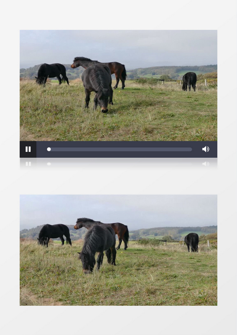 马群在草地上吃草实拍视频素材