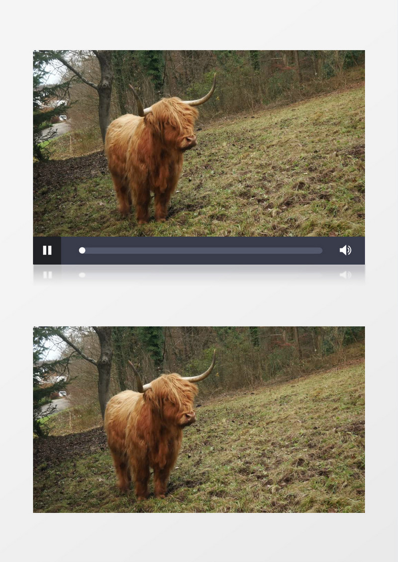 老黄牛在到地上觅食实拍视频素材
