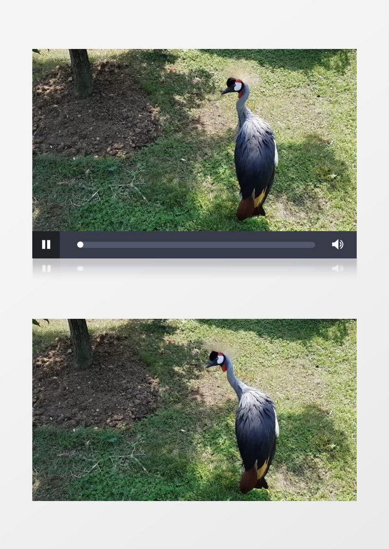 孔雀在树荫下乘凉实拍视频素材