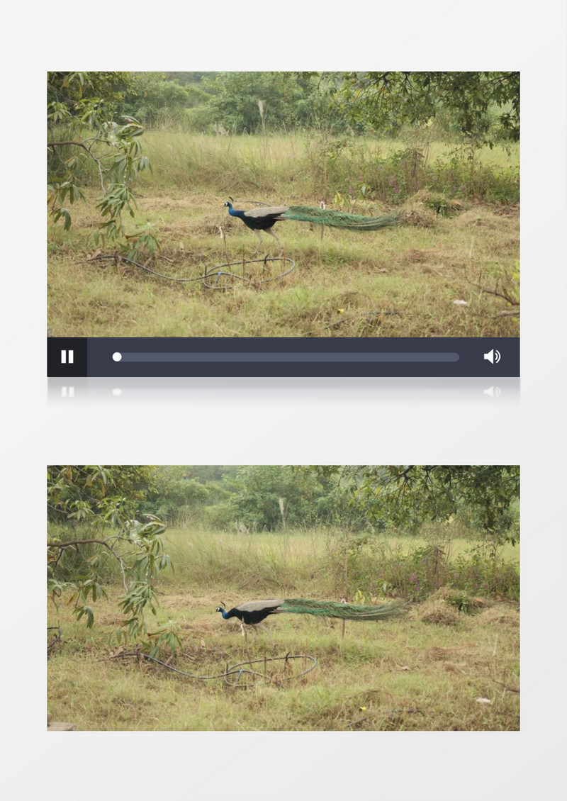 孔雀在草地上散步实拍视频素材