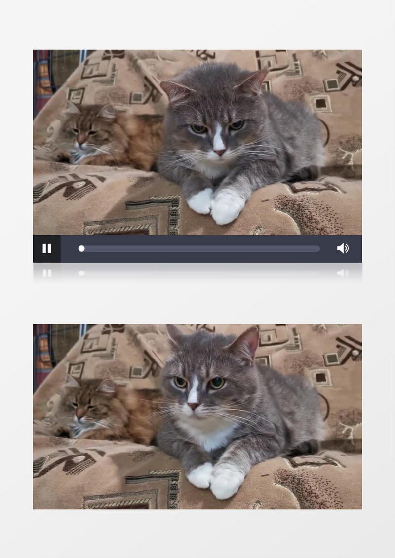 两只小猫趴在沙发上休息实拍视频素材