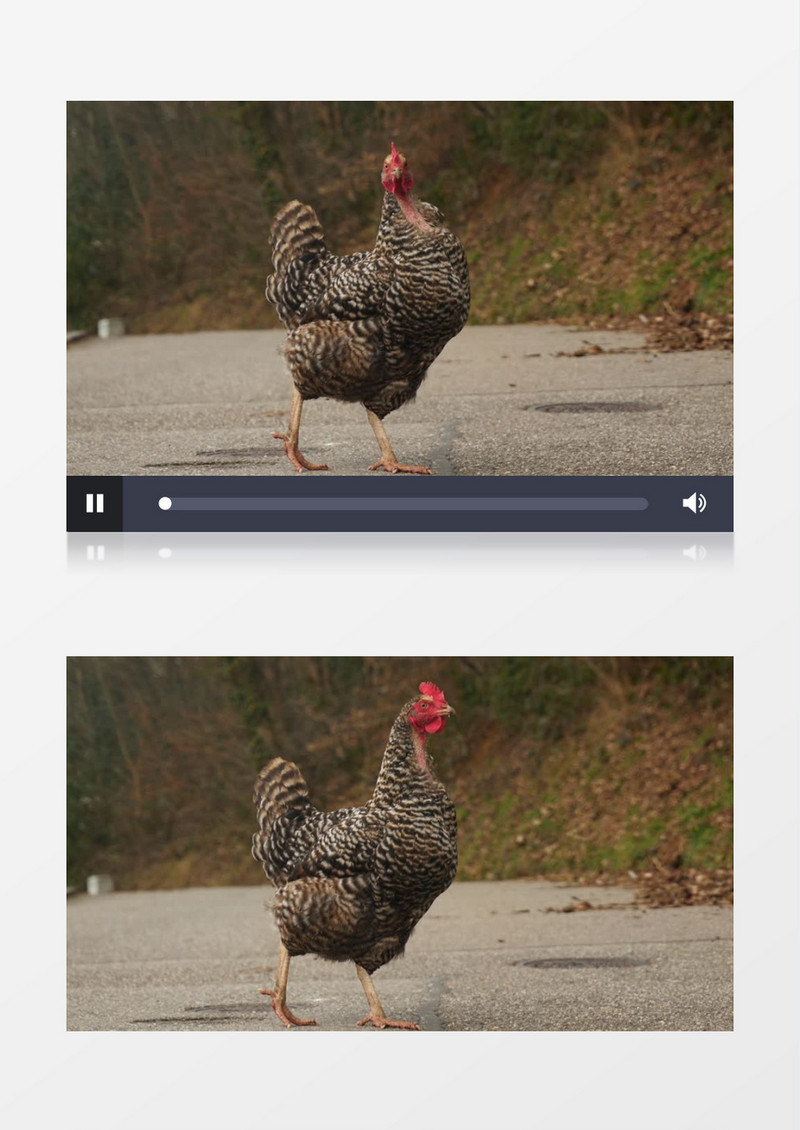 一只灰色的鸡实拍视频素材