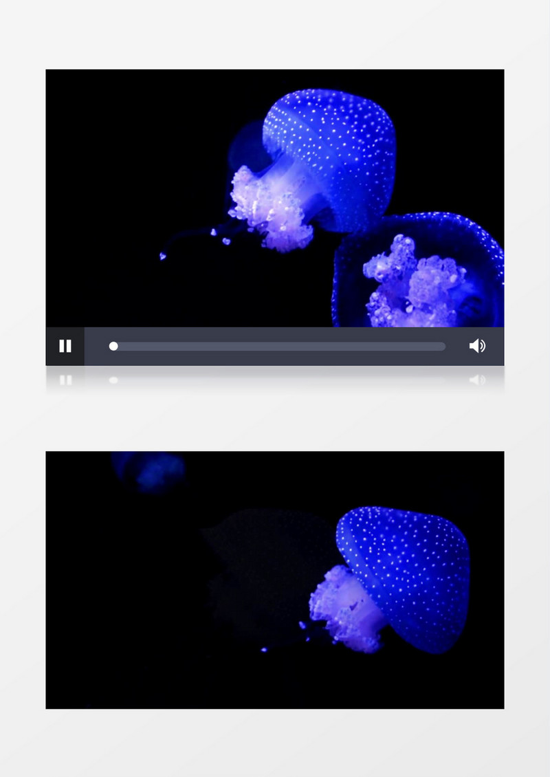 水母在水中遨游实拍视频素材