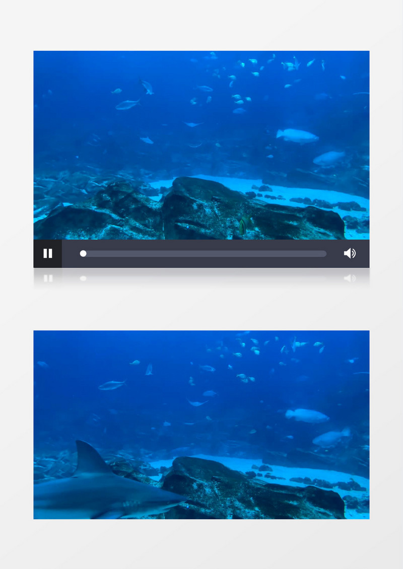 深海游过的鲨鱼实拍视频素材