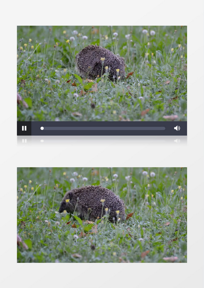 灰色的小刺猬在草地上实拍视频素材