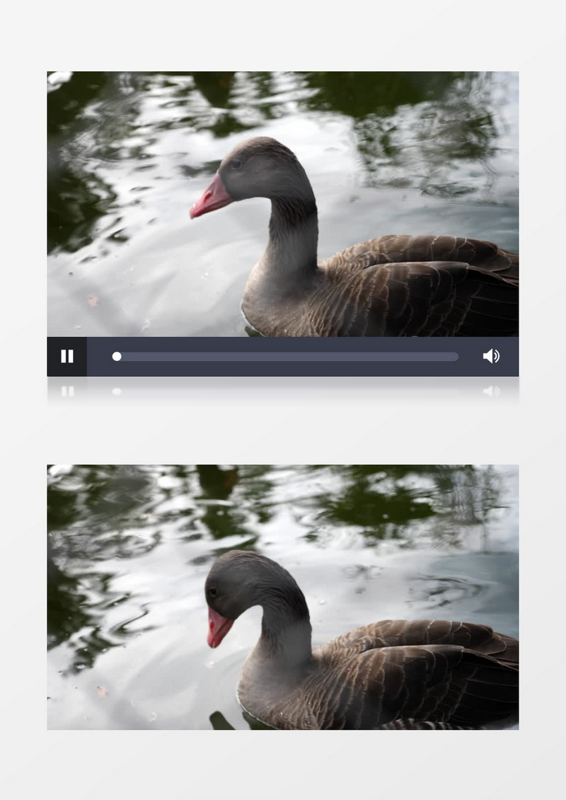 灰色的鸭子在水面玩耍实拍视频素材