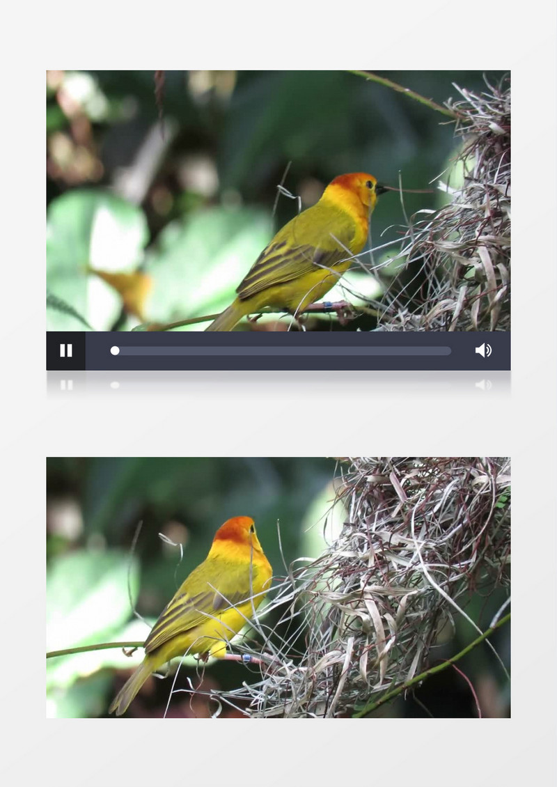 黄鹂鸟在树上觅食实拍视频素材