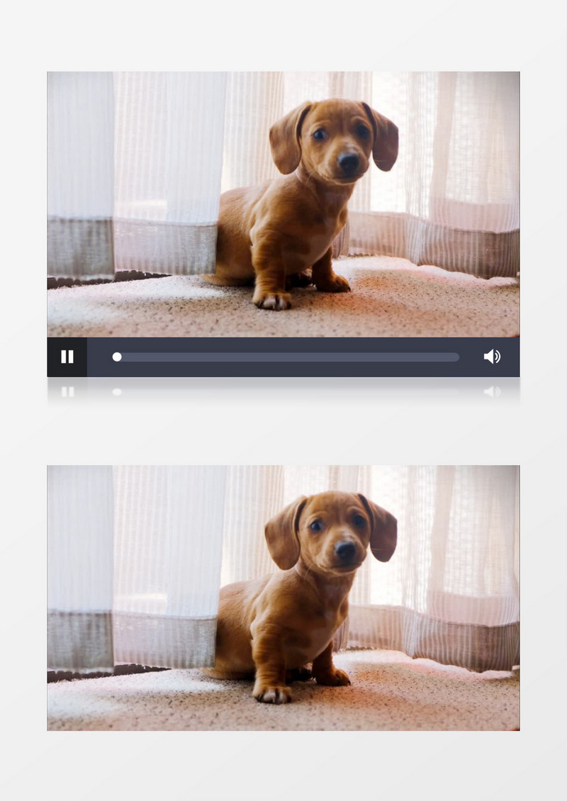 黄色的小狗在窗帘下实拍视频素材