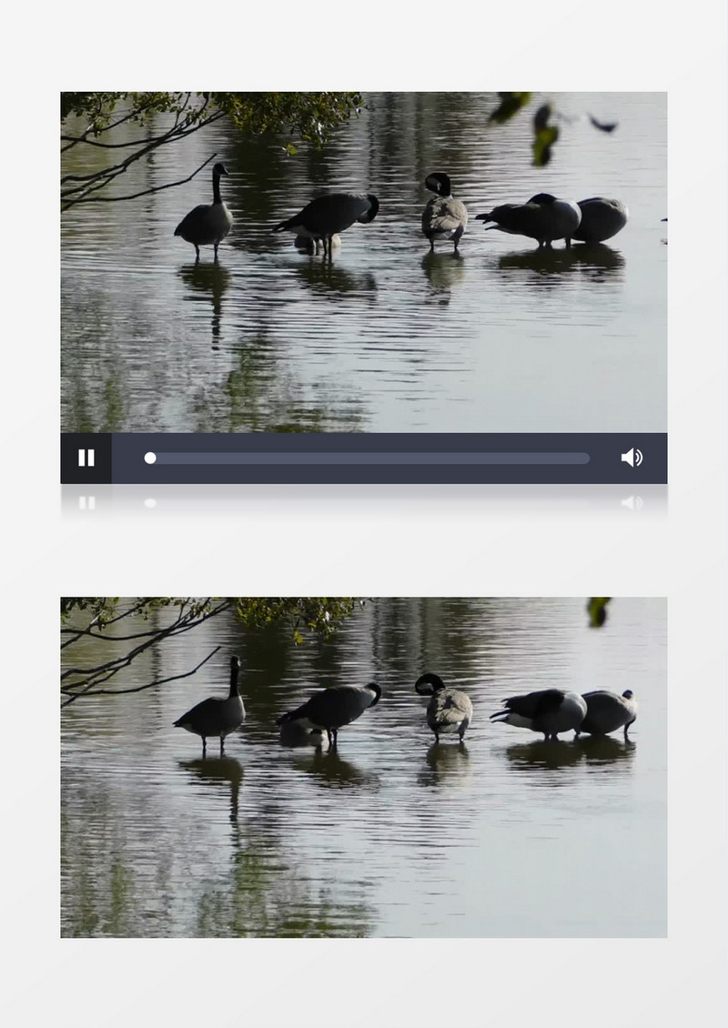 灰色的天鹅在水中梳理羽毛实拍视频素材