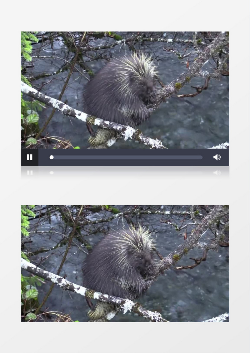 灰色的动物在树枝爬行实拍视频素材