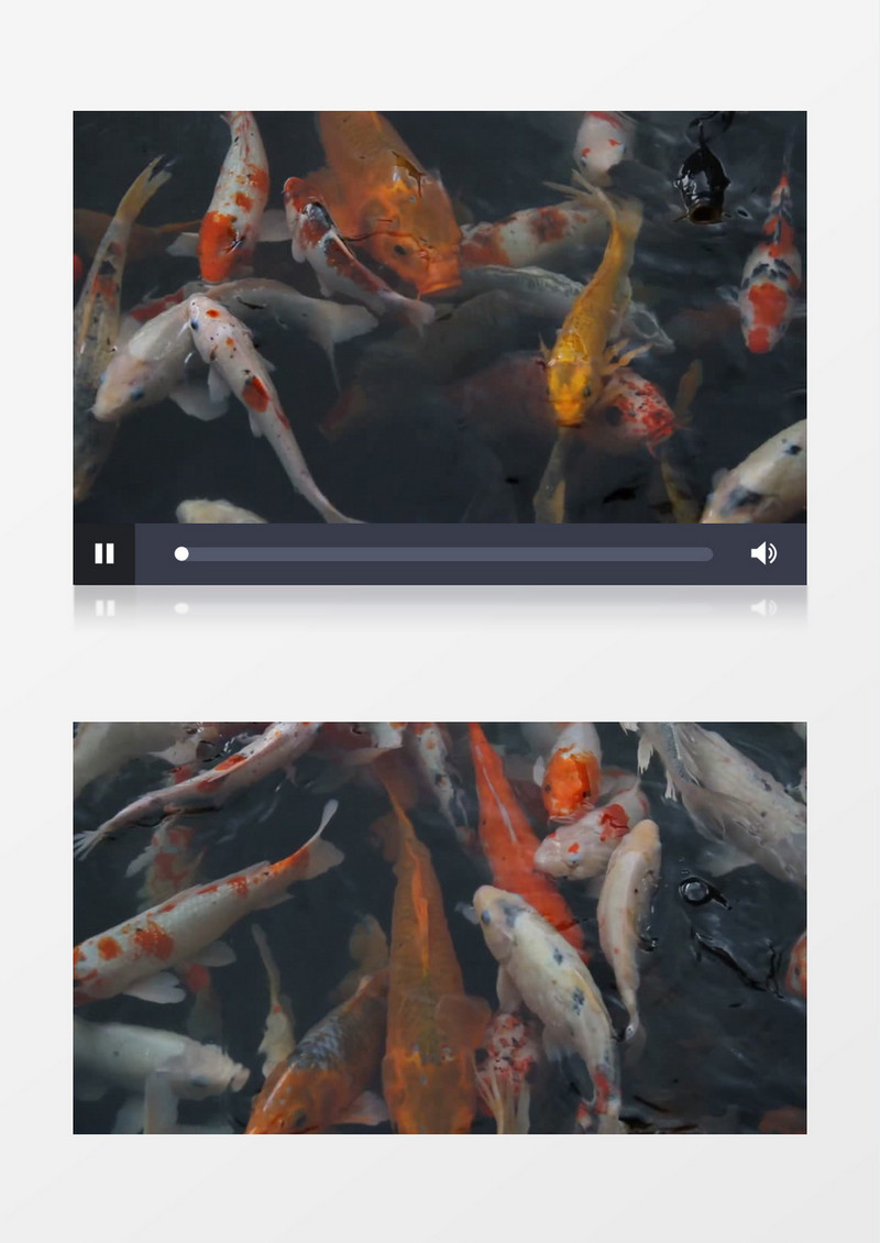 水面成群结对的金鱼实拍视频素材