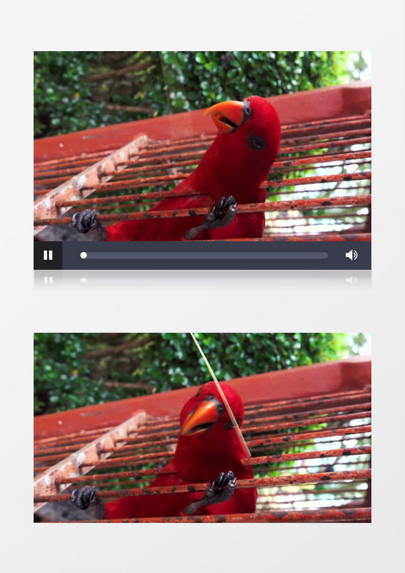 红色的鹦鹉在笼子里实拍视频素材