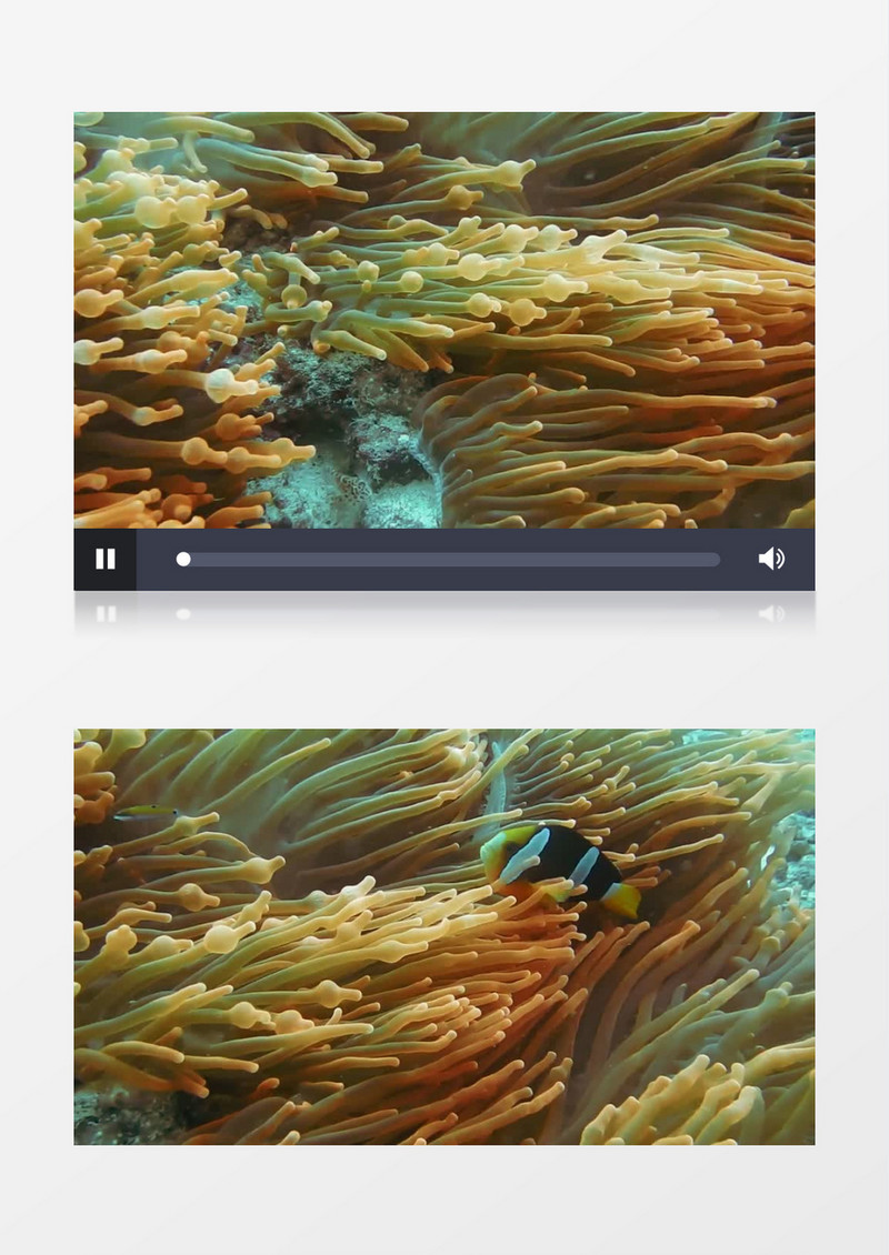 黄黑相间的小鱼在珊瑚中穿梭实拍视频素材
