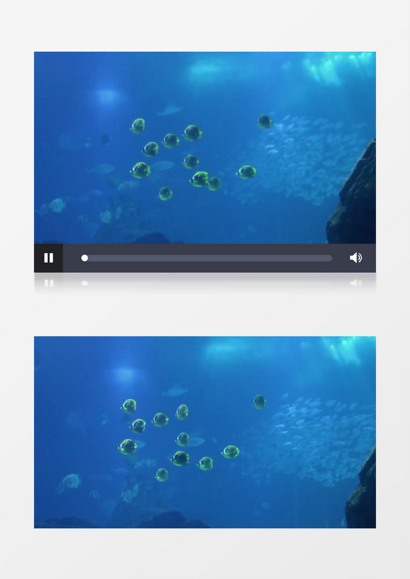 黄鱼群在深海遨游实拍视频素材