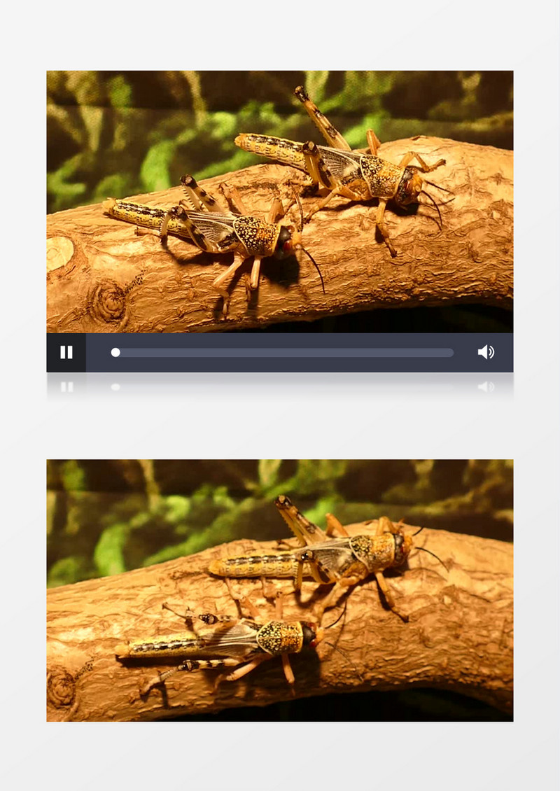 蚂蚱在树上爬行实拍视频素材