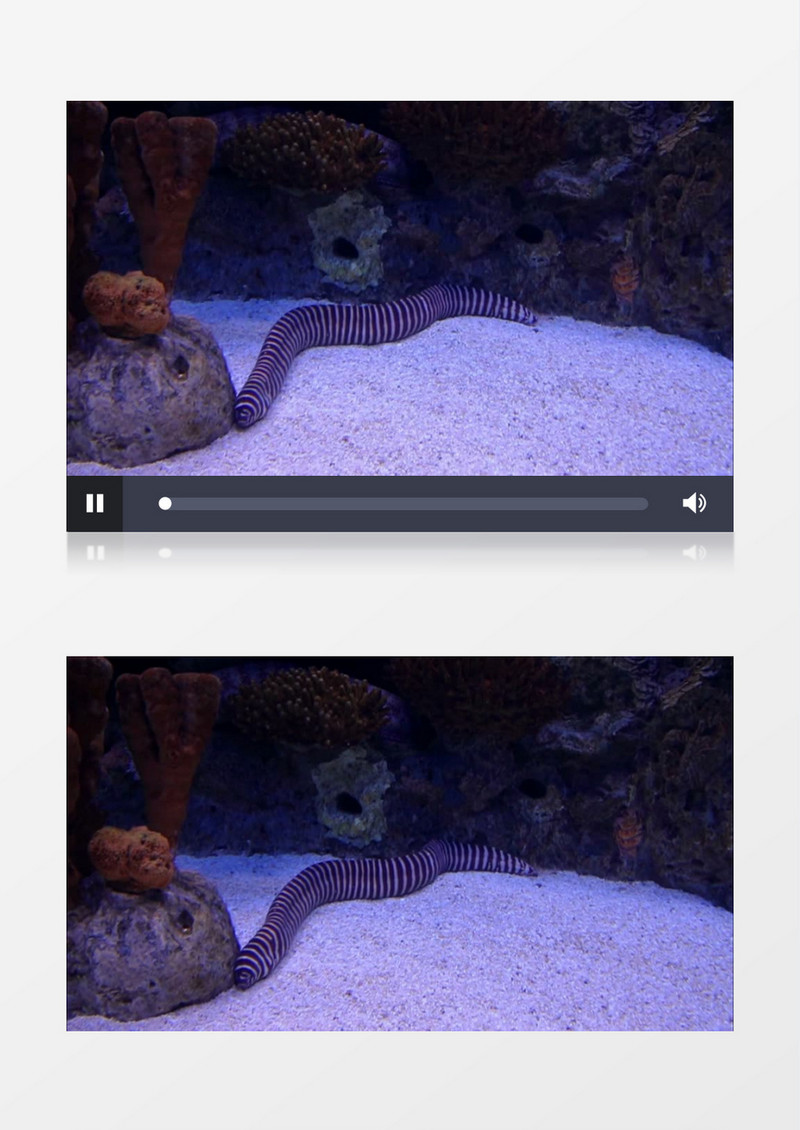黑白相间的深海生物实拍视频素材