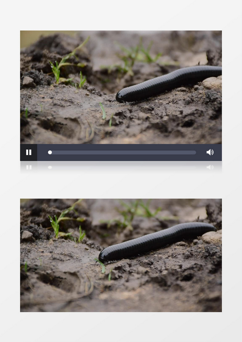 黑色的蚯蚓在土里爬行实拍视频素材