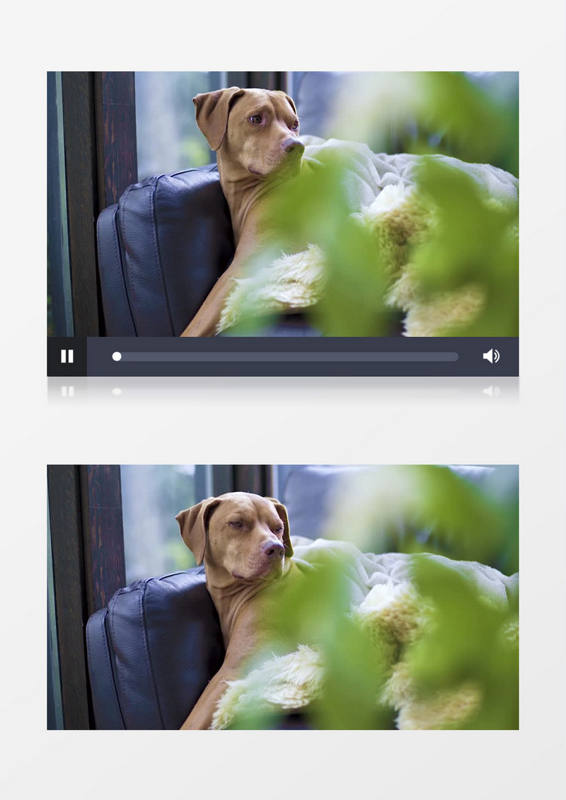 狗狗卧在沙发上实拍视频素材