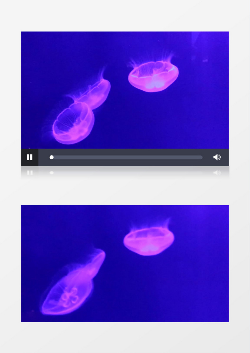 水族馆唯美的水母实拍视频素材