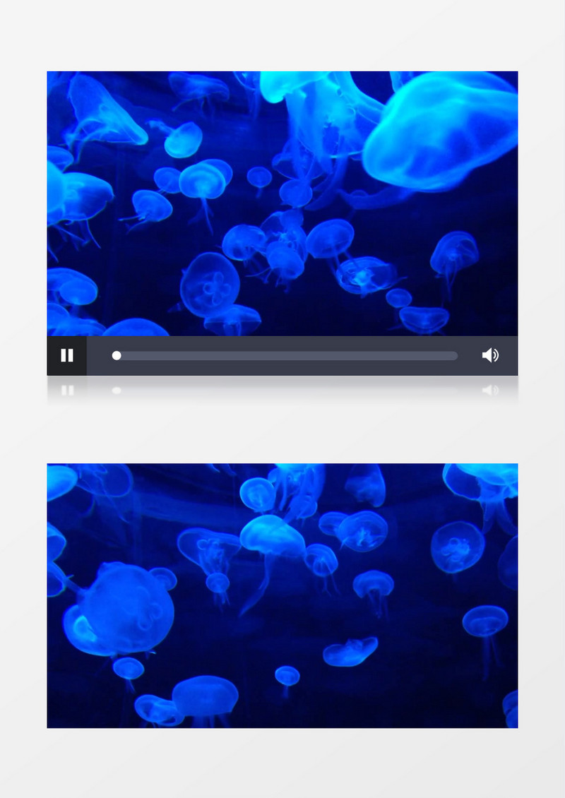 海底遨游的蓝色水母群实拍视频素材