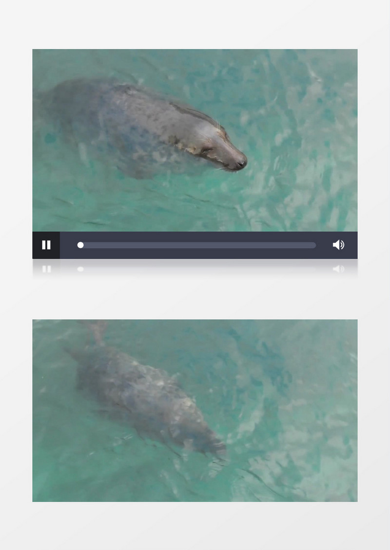 俯拍海狮入水的瞬间实拍视频素材