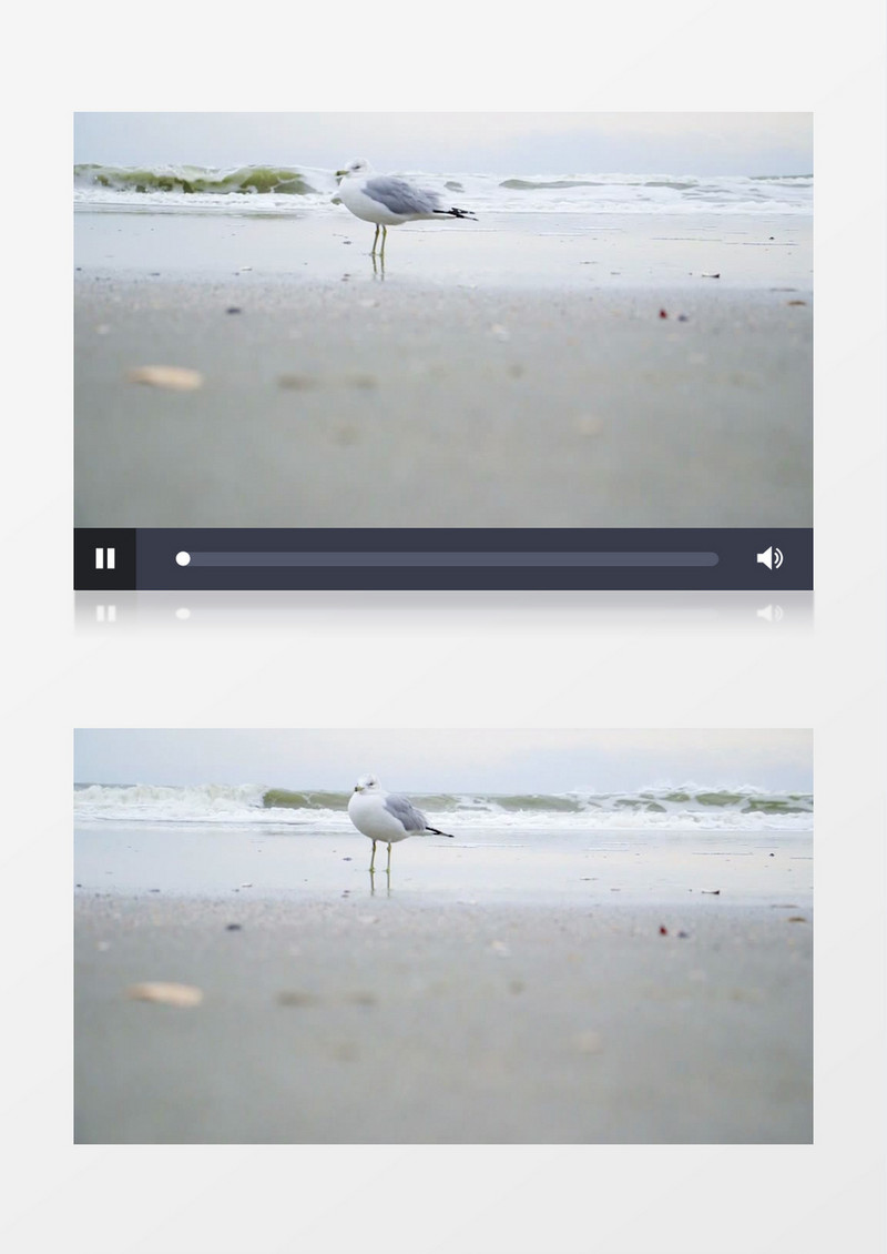 白色的小鸟在沙滩上实拍视频素材