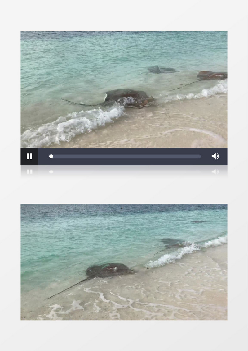 被海浪拍到岸上的鱼实拍视频素材