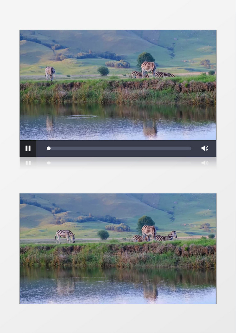 斑马群在湖面的草地上吃草实拍视频素材