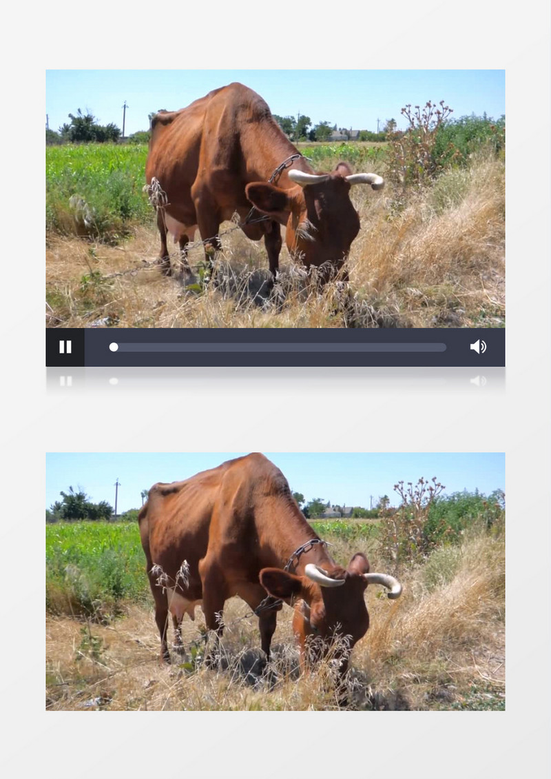 被拴住的黄牛在吃草实拍视频素材