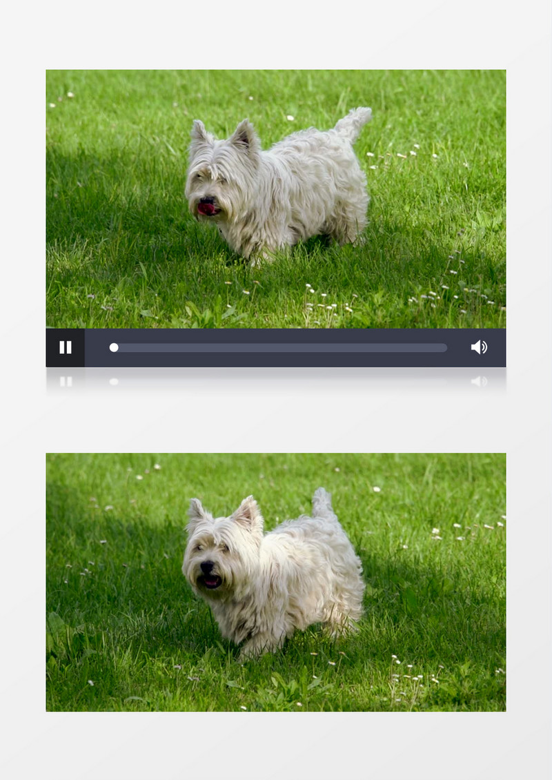 白色的小狗在草地上散步实拍视频素材