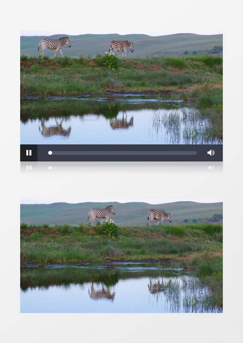 斑马在湖边的草地上散步实拍视频素材