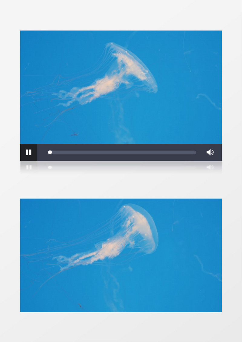 白色的水母在海中遨游实拍视频素材