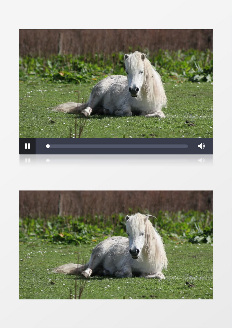 白色的马儿卧在草地上实拍视频素材