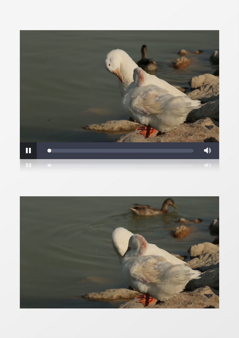 白色的天鹅在湖岸整理羽毛实拍视频素材