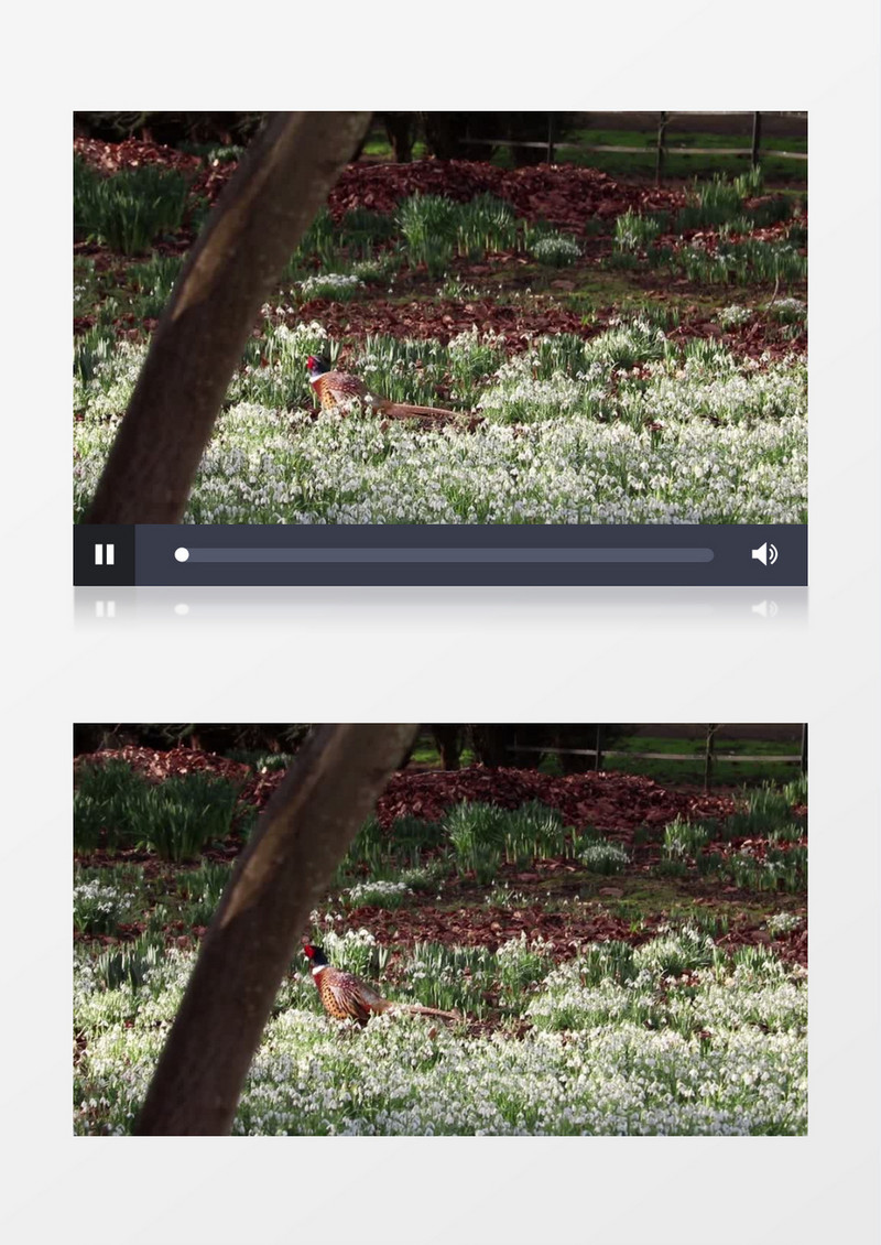 野鸡在白色的花丛中散步实拍视频素材